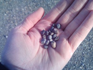 Pebbles for Simple Stones